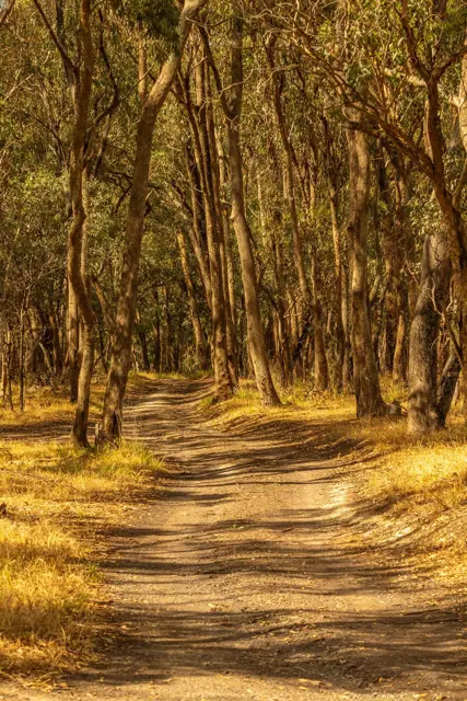 Warril Parkland, Larapinta