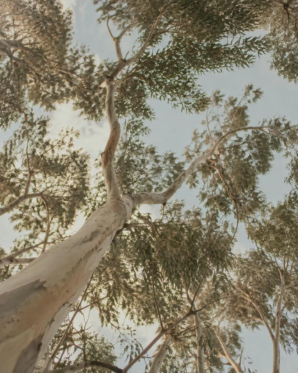 Eucalyptus canopy against a soft sky