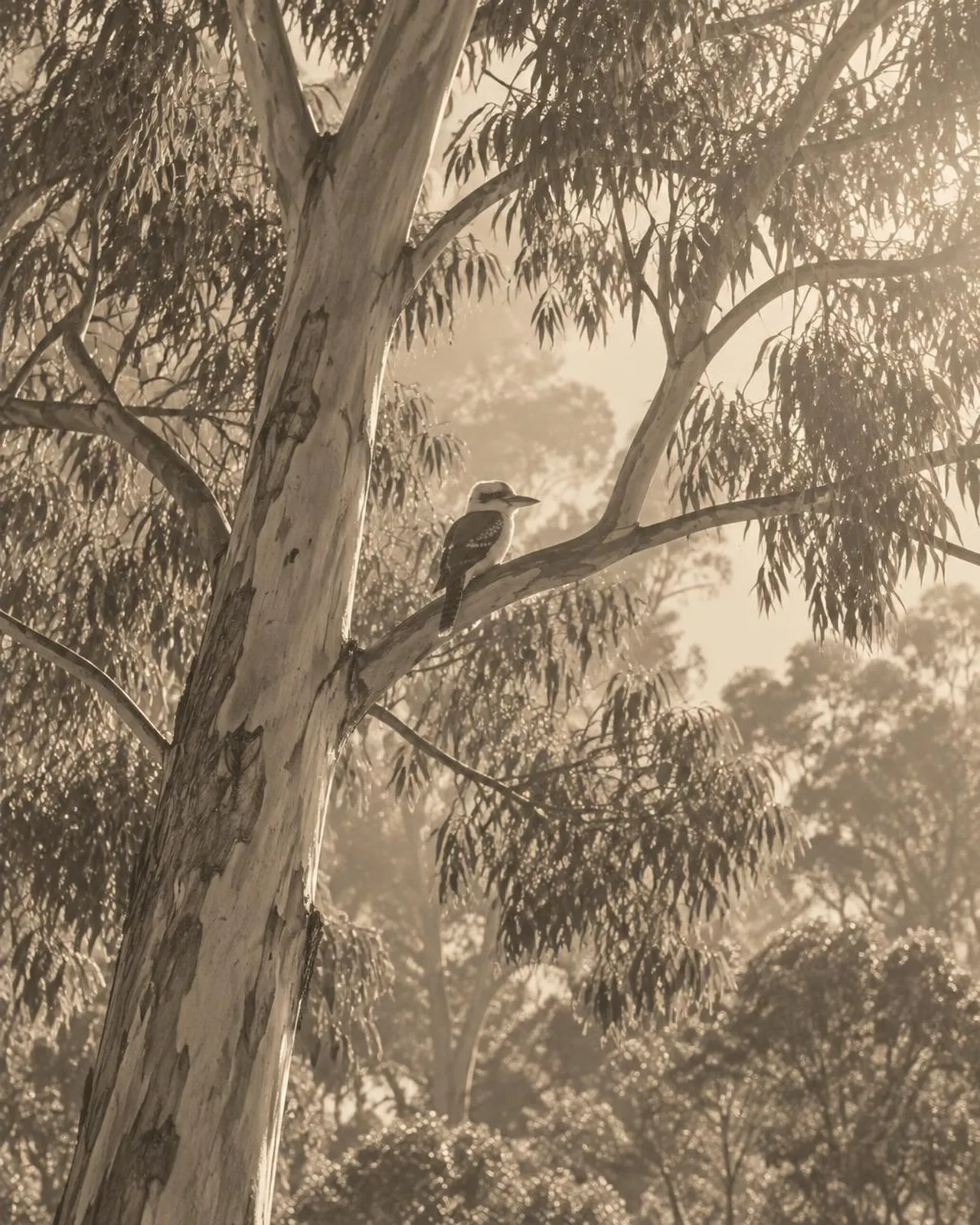 Kookaburra perched on a branch of a tall gum tree, seen from below